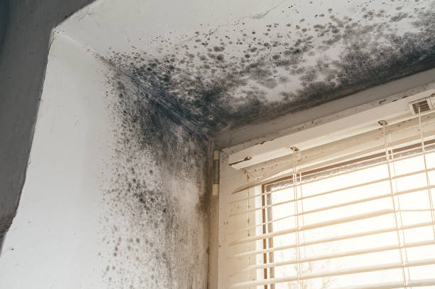 Affordable Mold Remediation solutions in Englishtown, NJ